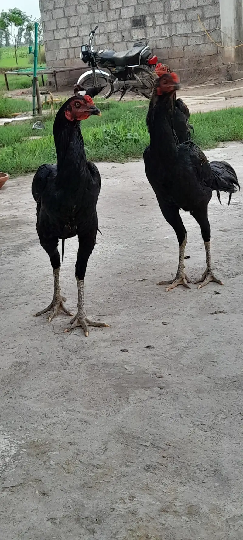 9 thai male for sale — photo 2