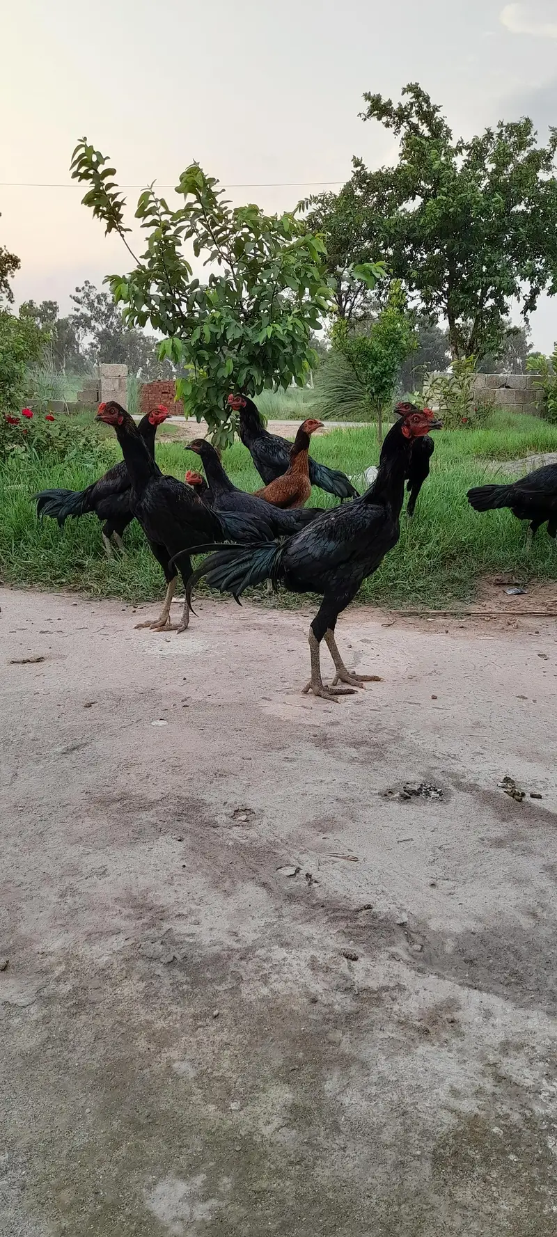 9 thai male for sale — photo 3