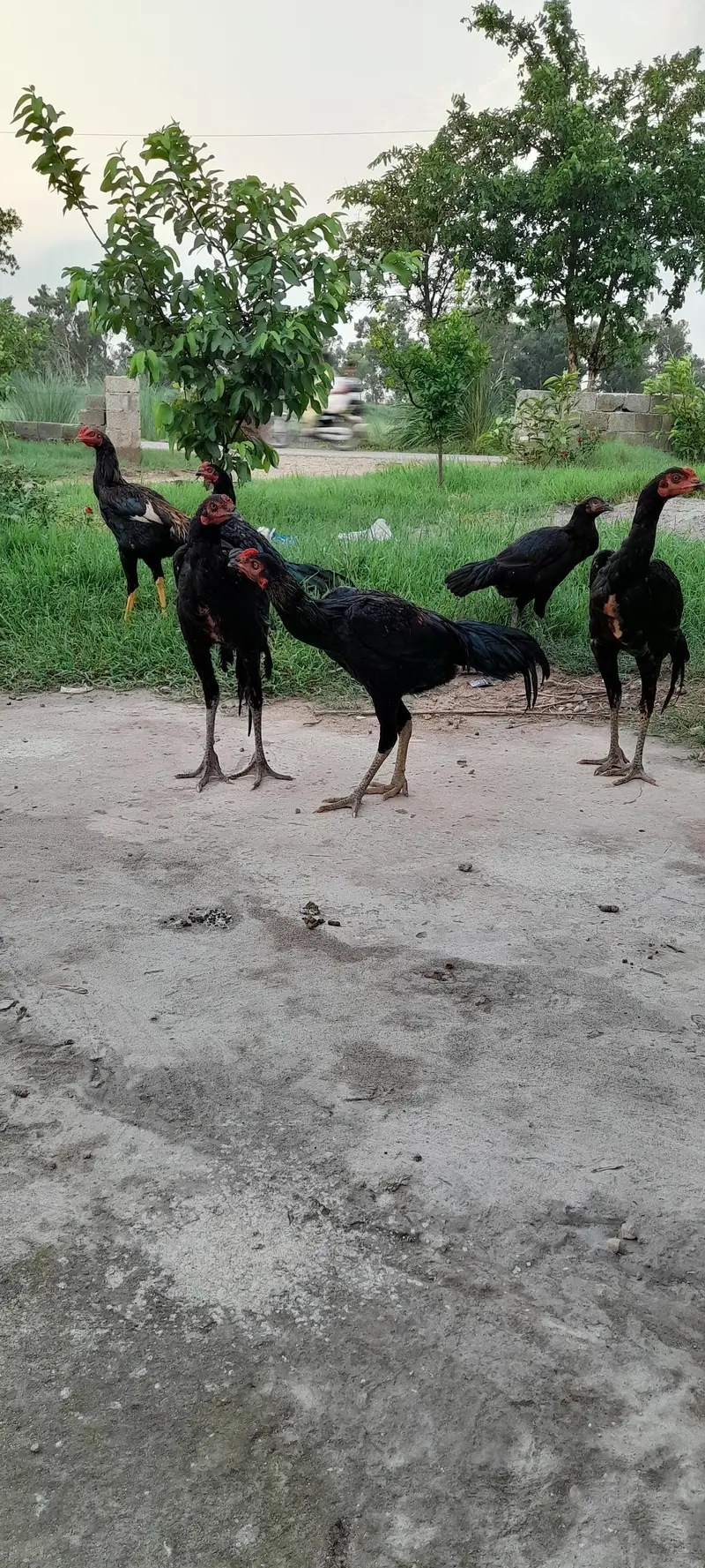 9 thai male for sale — photo 4