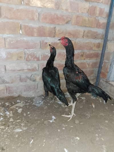 Aseel pair black