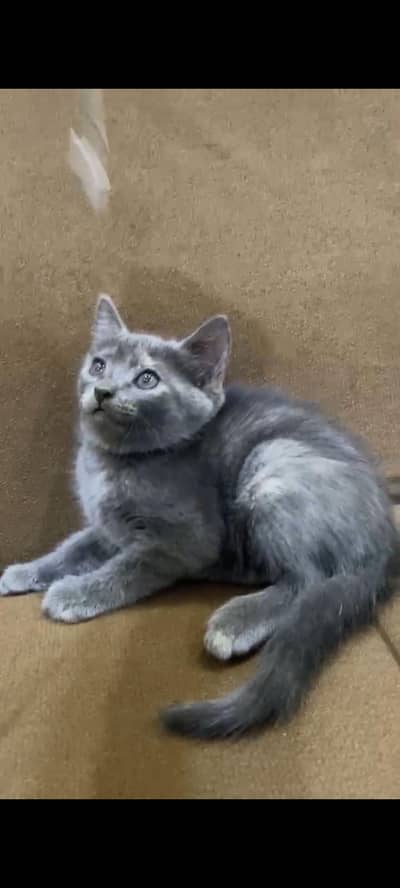 German grey cat