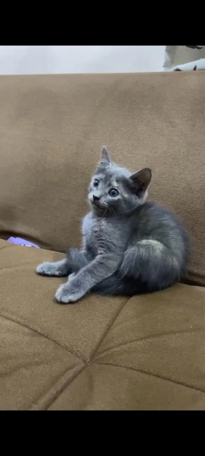 German grey cat — photo 2