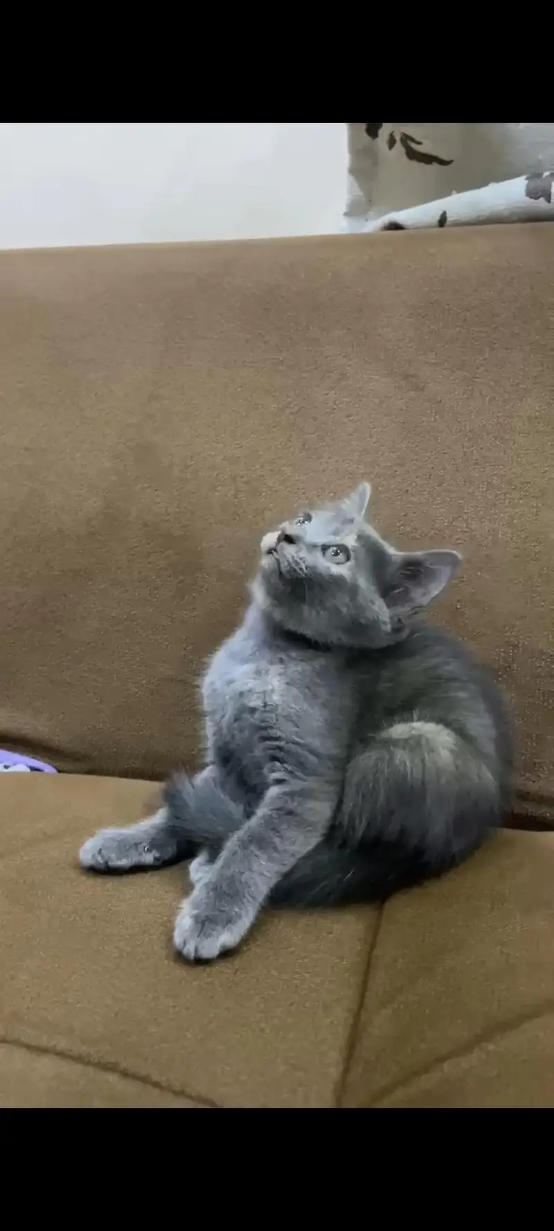 German grey cat — photo 3