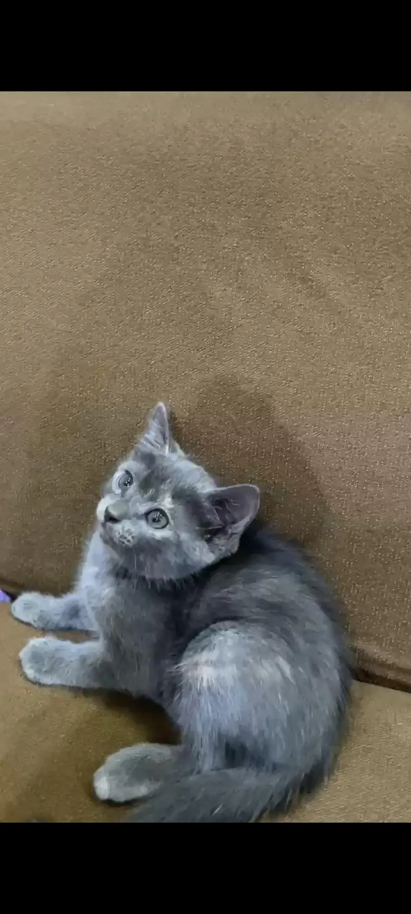 German grey cat — photo 4