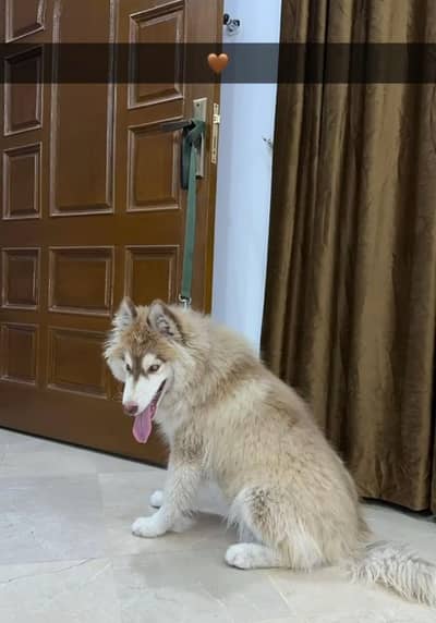 5 month male wool coat father padigree