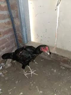 Aseel pair black