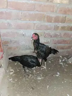 Aseel pair black — photo 4