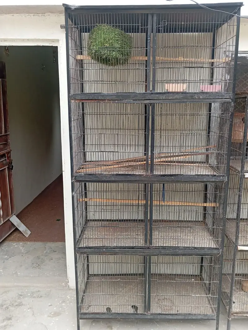 Bird cage x3