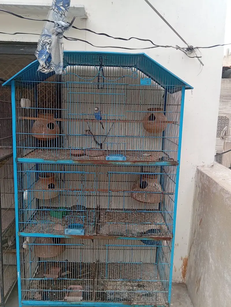 Bird cage x3 — photo 3