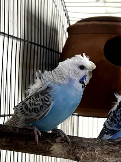 Hagoromo Budgies Breeder Pair for Sale