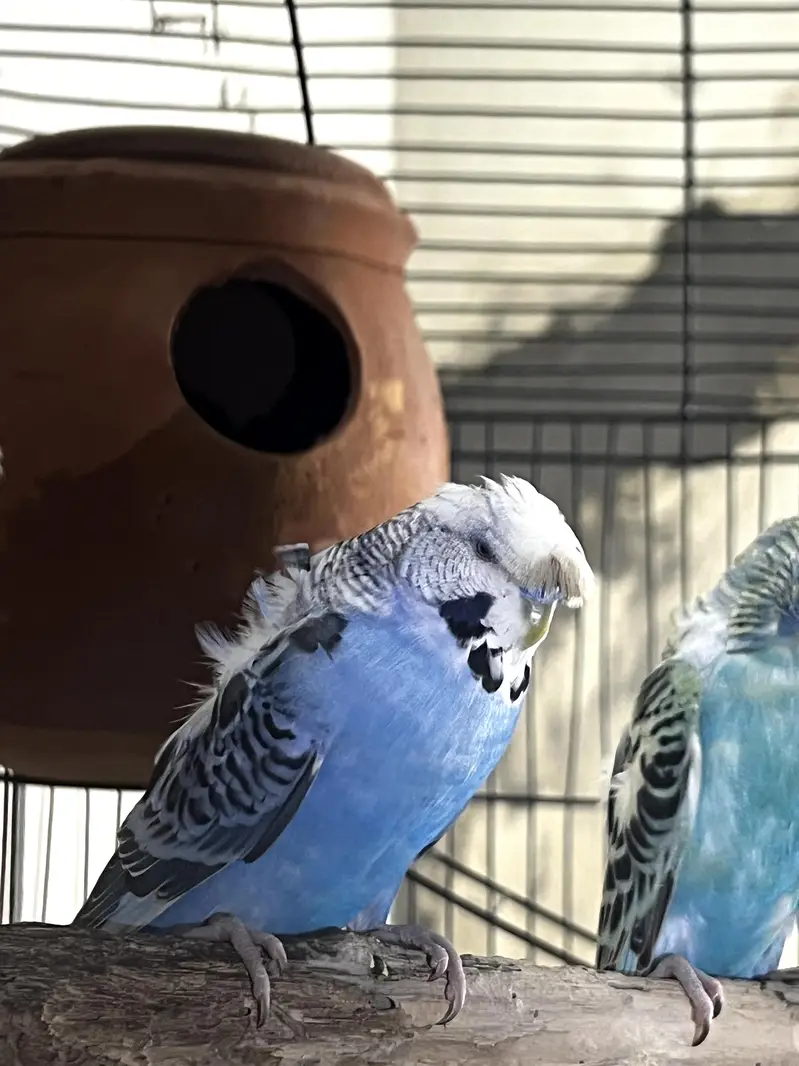 Hagoromo Budgies Breeder Pair for Sale — photo 2