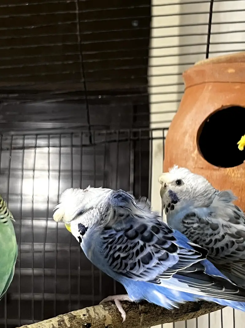 Hagoromo Budgies Breeder Pair for Sale — photo 3