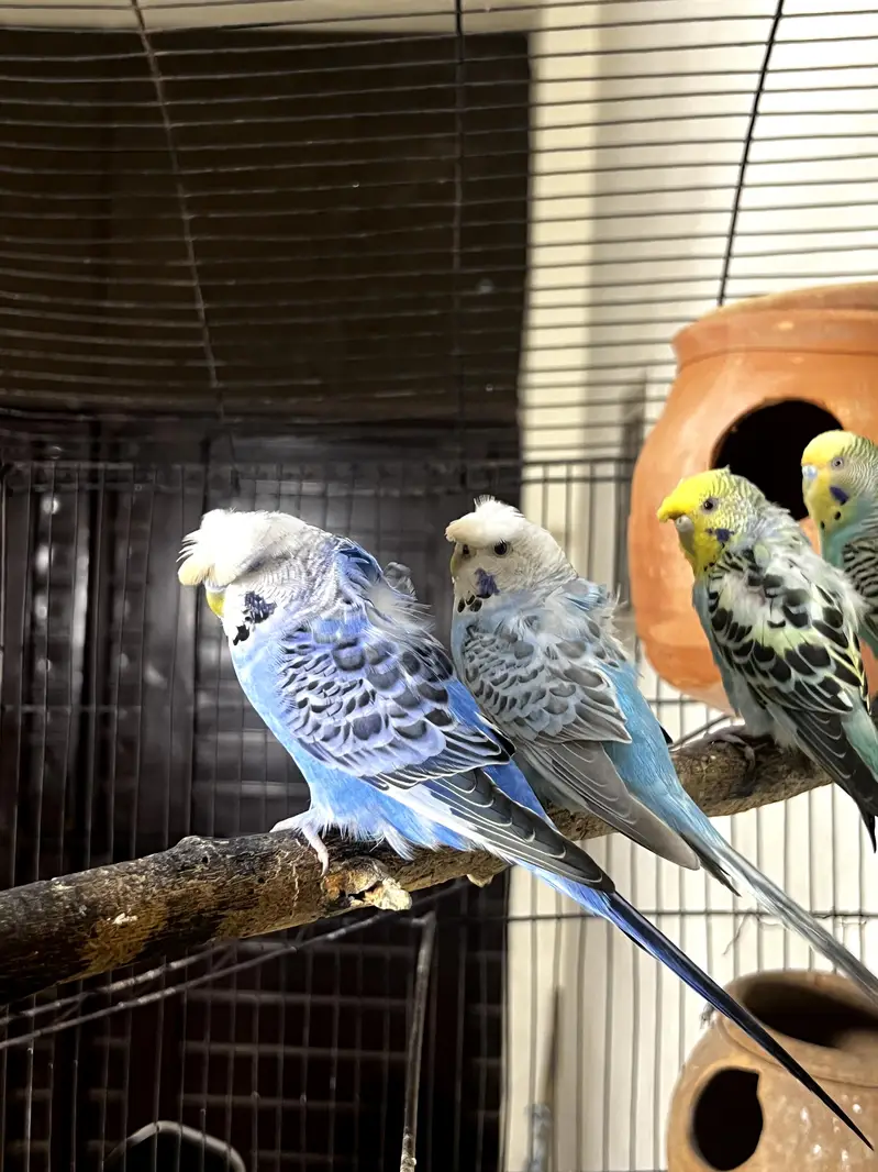 Hagoromo Budgies Breeder Pair for Sale — photo 4
