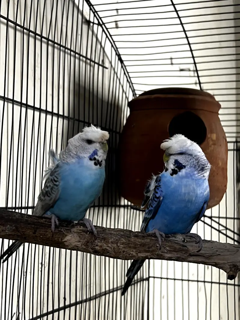Hagoromo Budgies Breeder Pair for Sale — photo 5