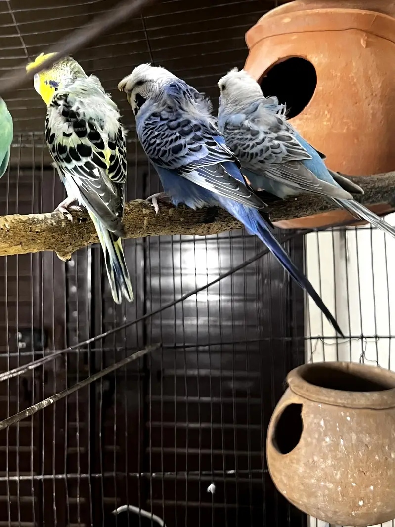 Hagoromo Budgies Breeder Pair for Sale — photo 6