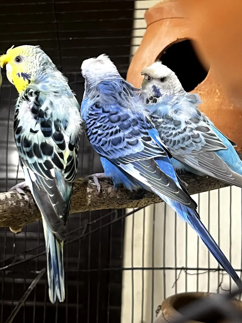 Hagoromo Budgies Breeder Pair for Sale — photo 7