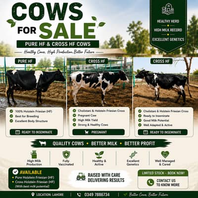 Cows for sale | Pure HF | Cross HF |Pregnant Cow