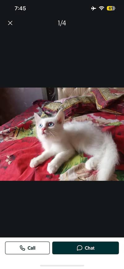 calico female and white blue eys male