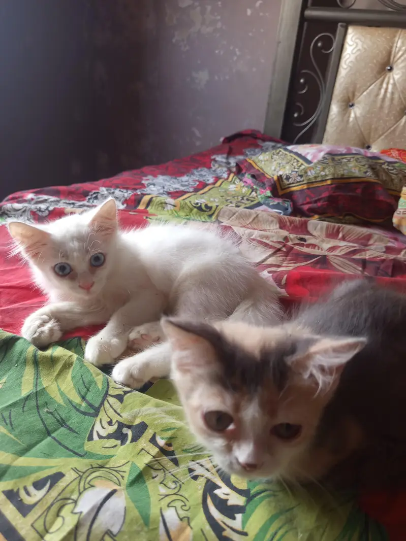 calico female and white blue eys male — photo 3