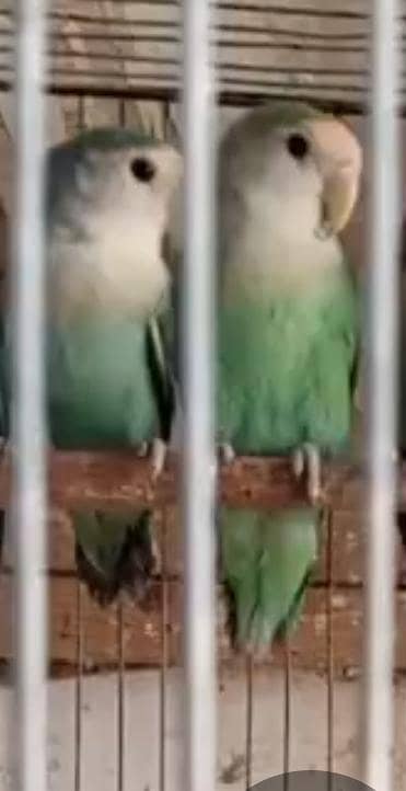 Rosicoli breeder pair for sale