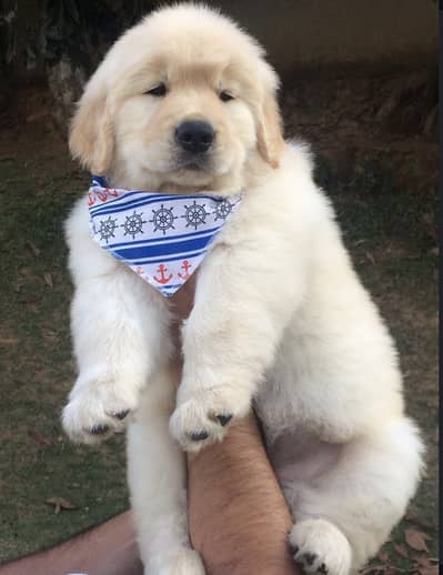 Golden Retriever Microchip Pedigree Puppy