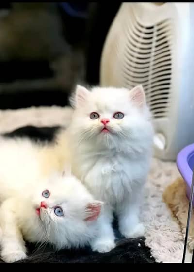 Persian cat male and female