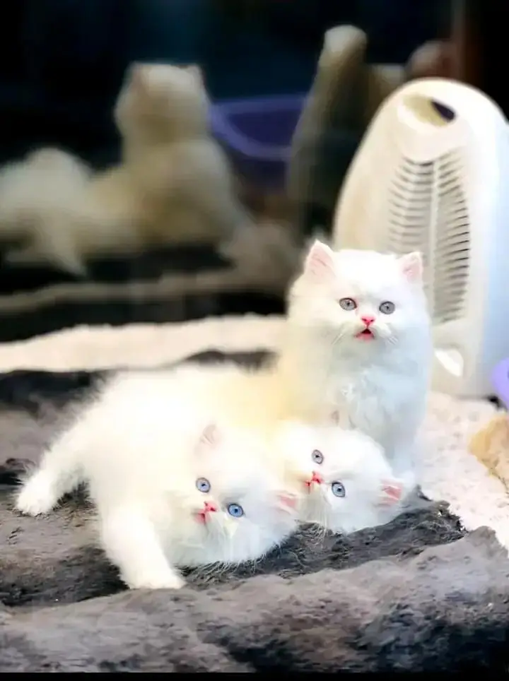 Persian cat male and female — photo 2
