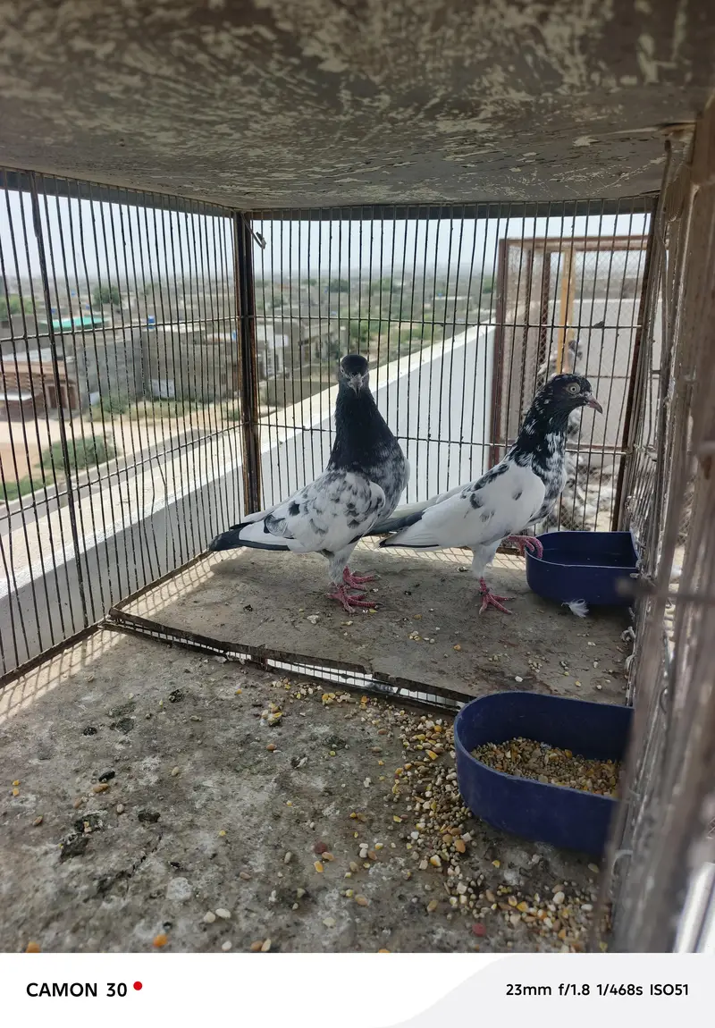 Teddy breeder pair — photo 2