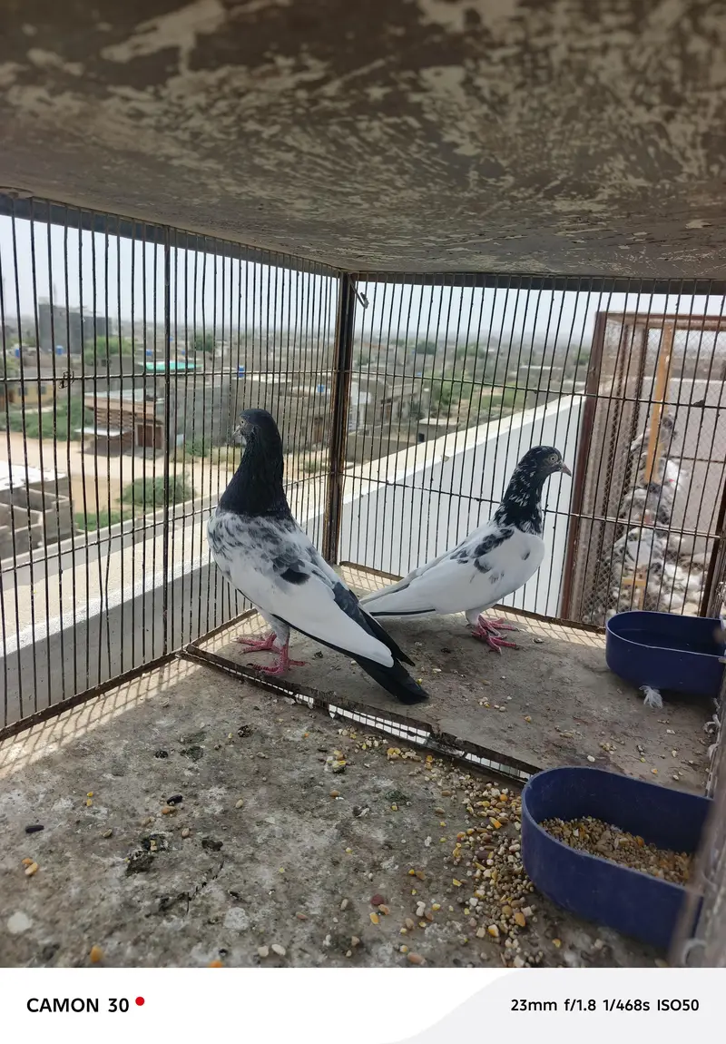 Teddy breeder pair — photo 3