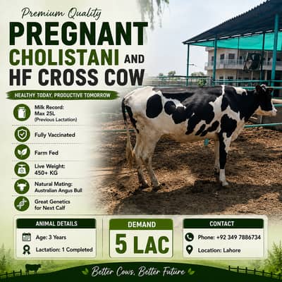 Cows for Sale |Cholistani and Holestian Friesian Cow |pregnant cow