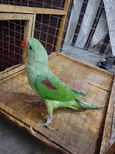 attractive parrot
