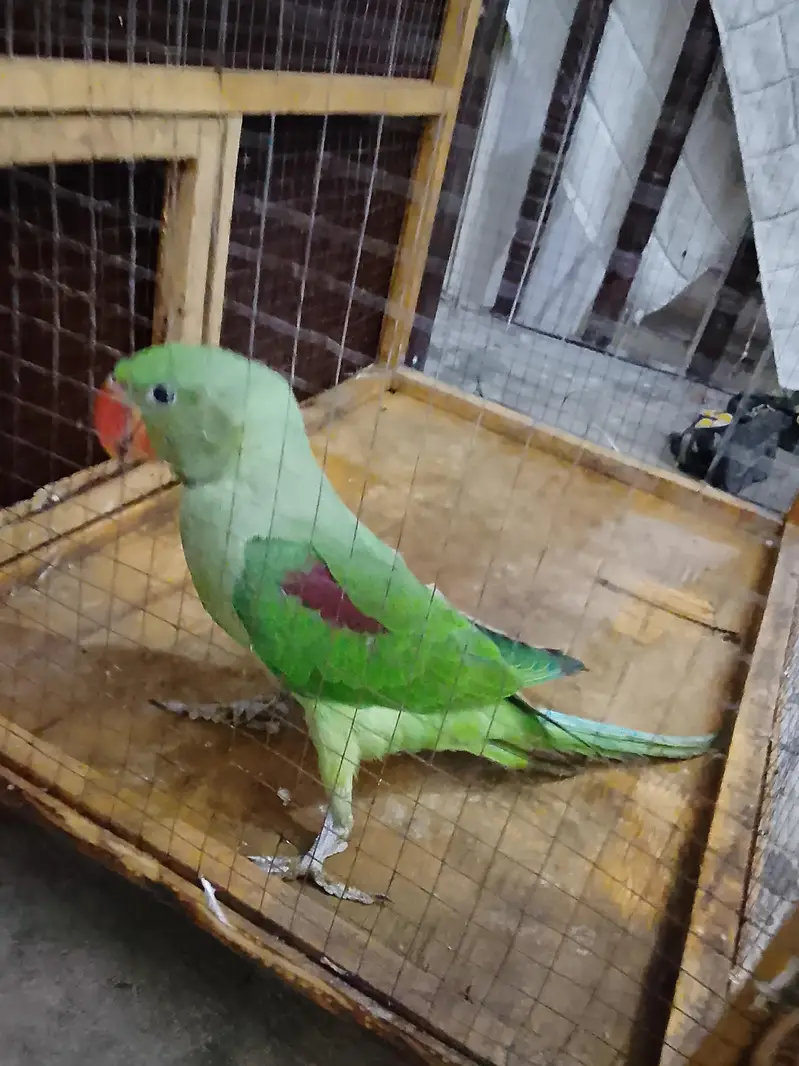 attractive parrot — photo 3