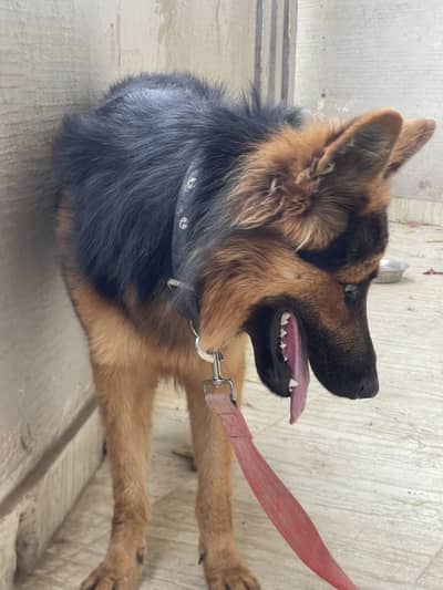 Pedigree German Shepherd