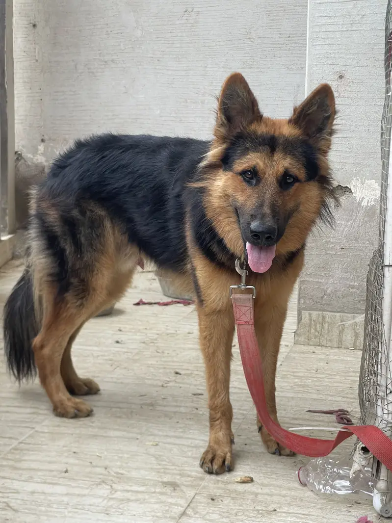 Pedigree German Shepherd — photo 2