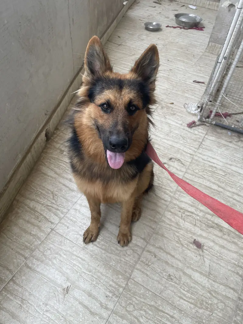 Pedigree German Shepherd — photo 3