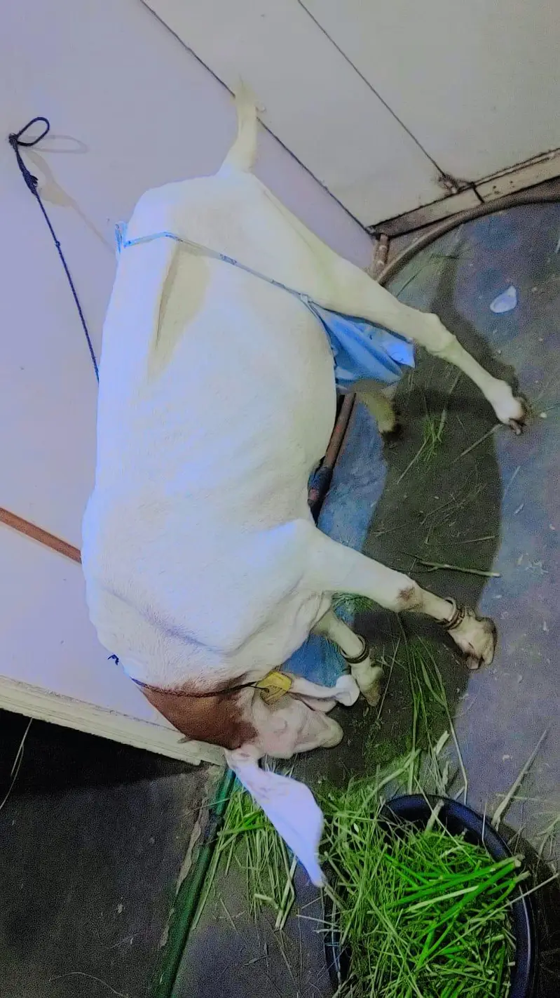 female gaban bakri — photo 6