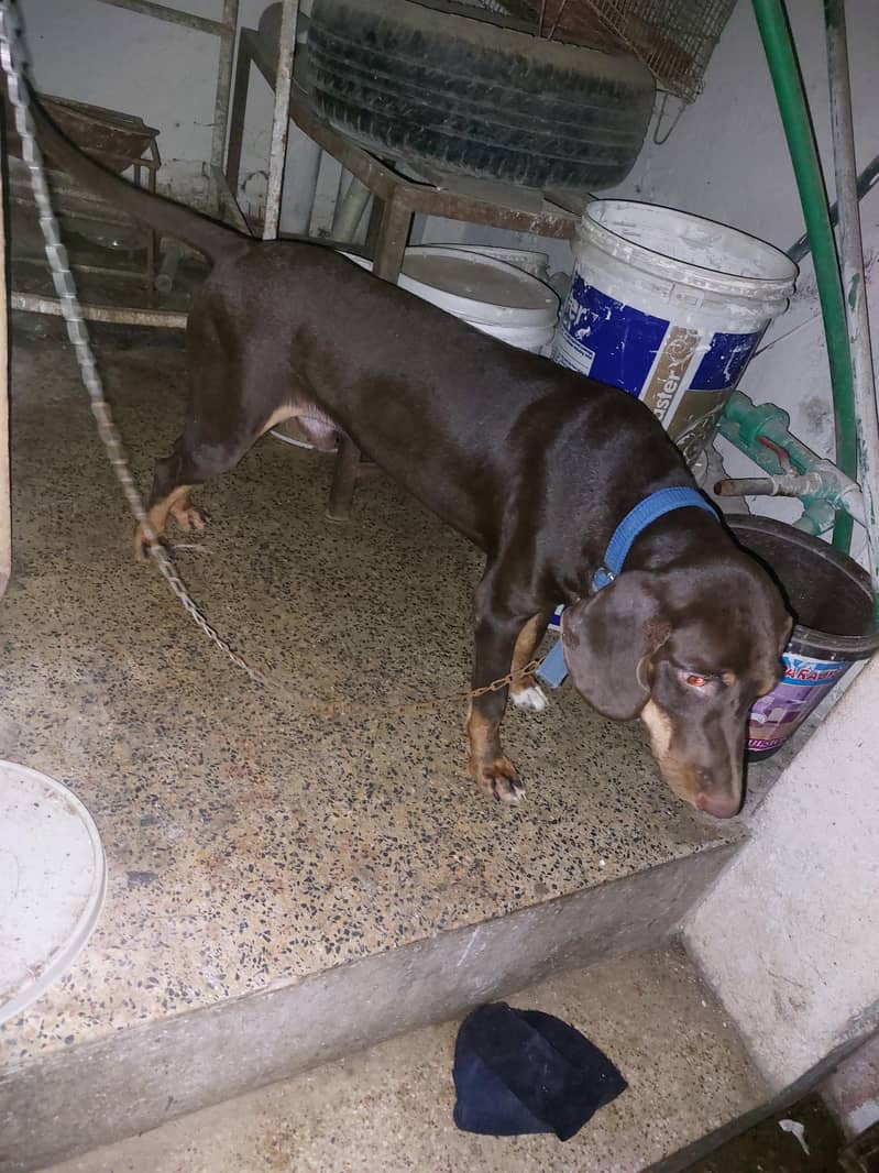 pointer Dog Sell And Exchange 0