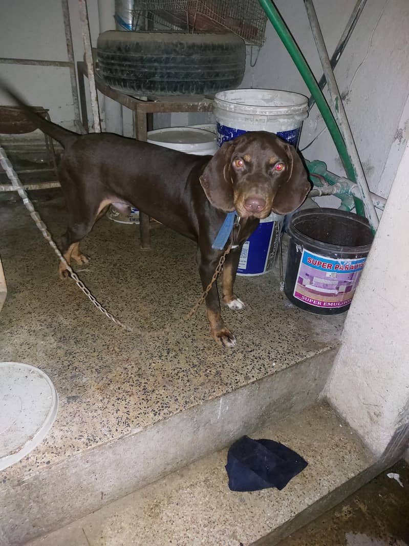 pointer Dog Sell And Exchange 1