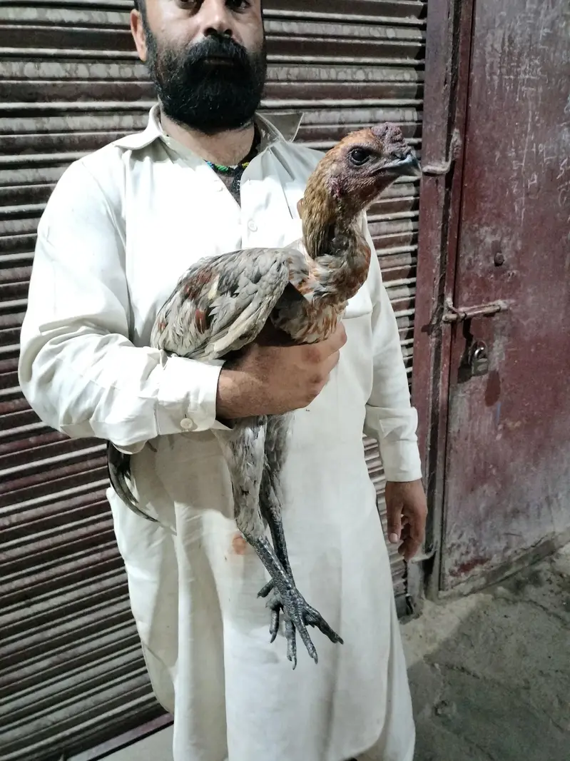 aseel dragon pure — photo 4