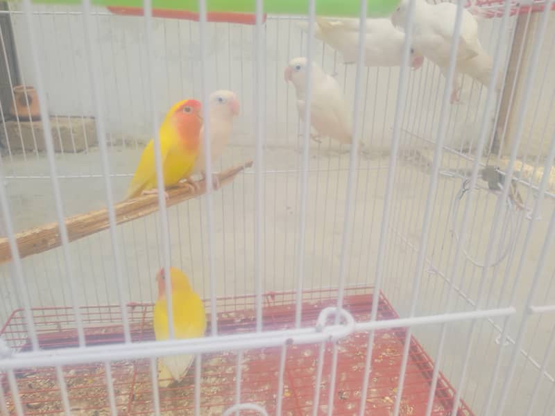 labino patha 6