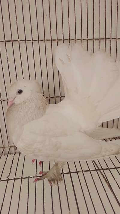 laka kabotar breeder male