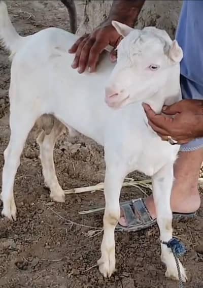 taddy Bakra