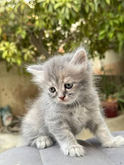 persian triple coated cats and kittens /playful and fluffy