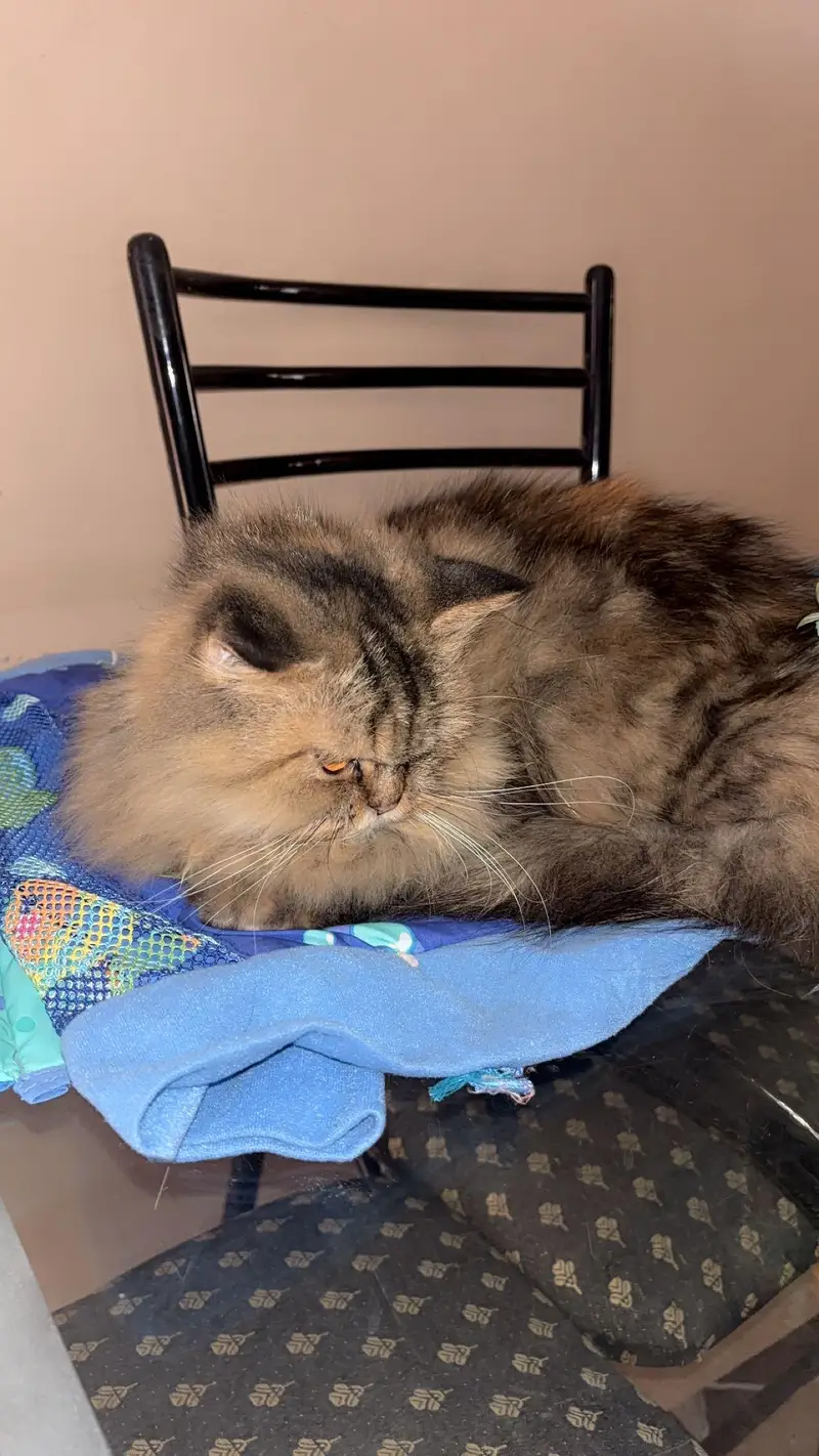 persian triple coated cats and kittens /playful and fluffy — photo 2