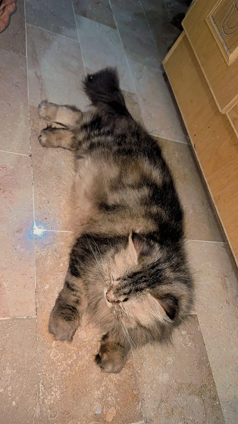 persian triple coated cats and kittens /playful and fluffy — photo 3