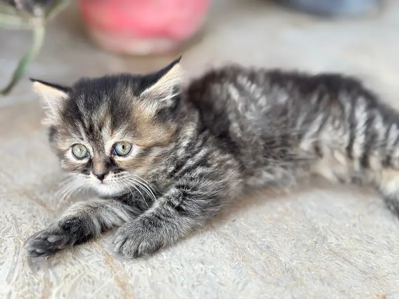 persian triple coated cats and kittens /playful and fluffy — photo 4