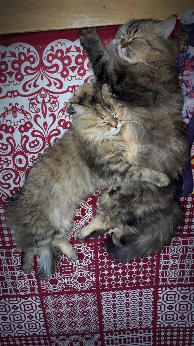 persian triple coated cats and kittens /playful and fluffy — photo 5