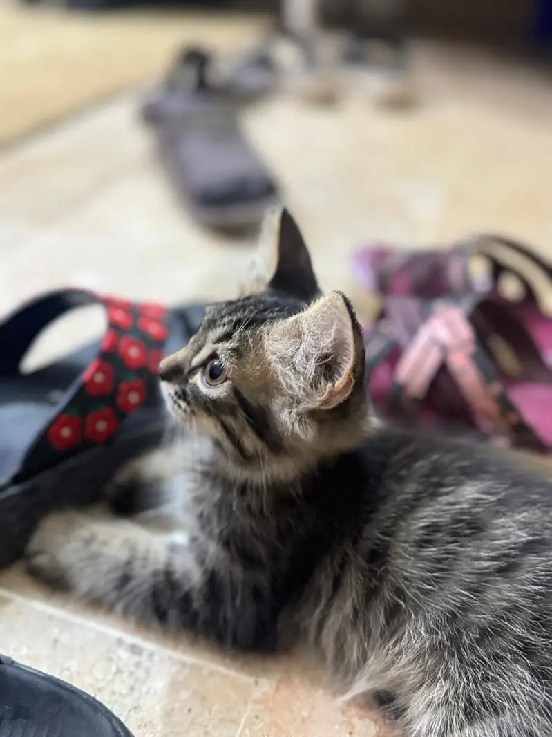 persian triple coated cats and kittens /playful and fluffy — photo 6