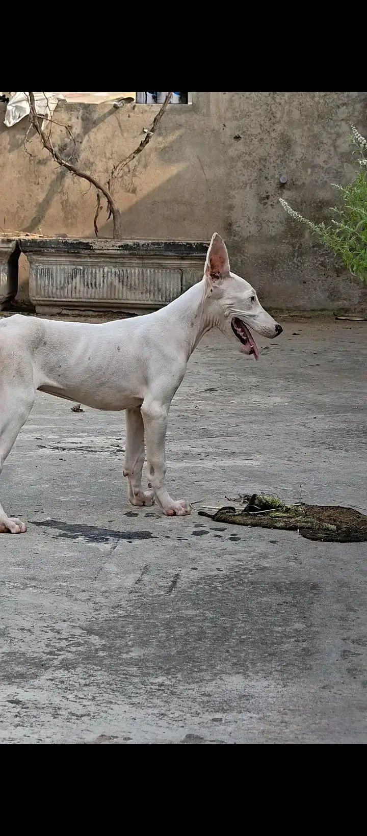 Pure Gultair kharay Kano me — photo 2