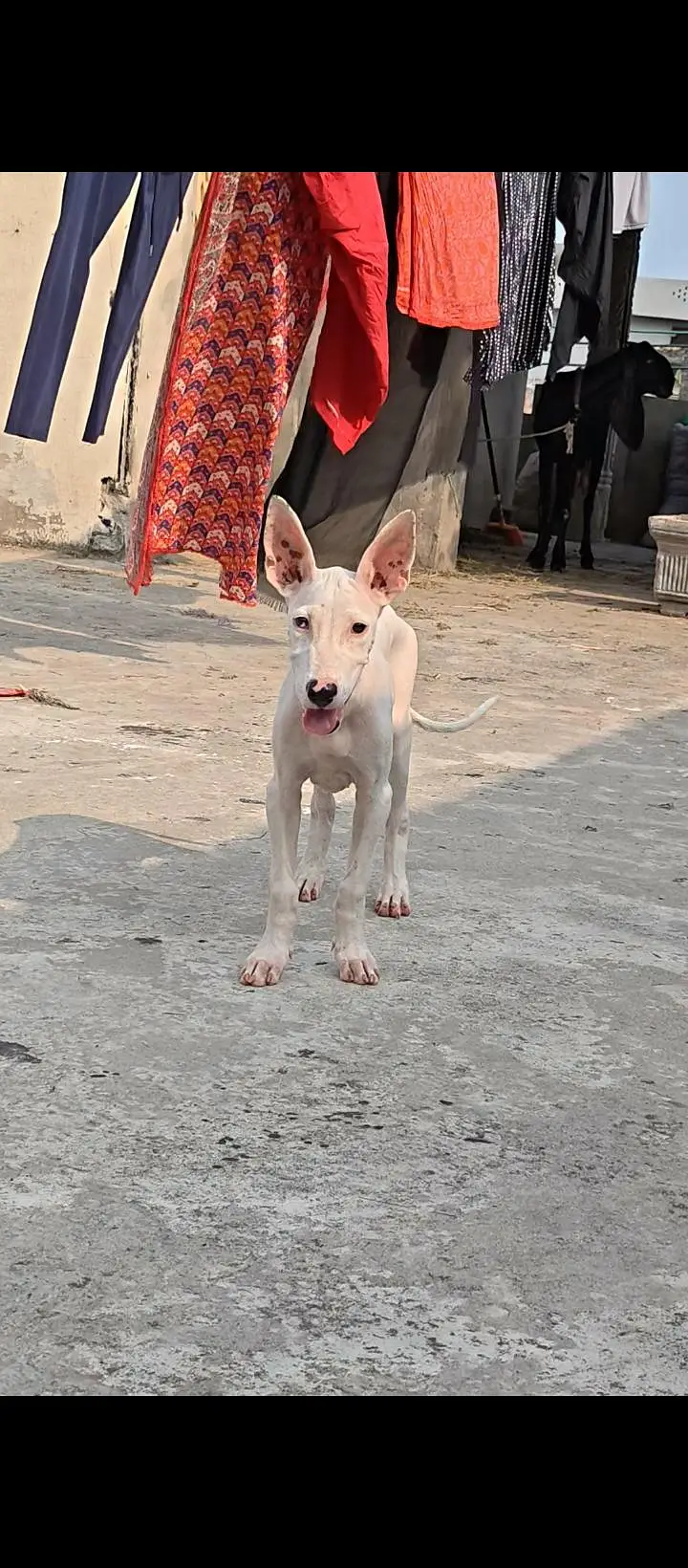 Pure Gultair kharay Kano me — photo 4